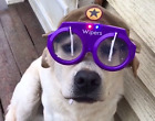 0215 Wiper Dog Safety Glasses