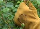 Gloves 6 Colors.women Pair Garden Women Ooo Large Assorted Pack