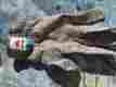 Platinum-nocutglove Platinum Protection Products Umd Nocry Cut Resistant Gloves High Performance Level 5 Food