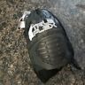 Tse-tflxz-4-16 Tse Saftey True Flex Knee Pads In Drawstring 787421269956
